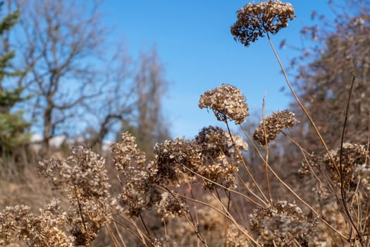 Dried flowers in a city park in early spring on a sunny day. Defocused, selective focus.