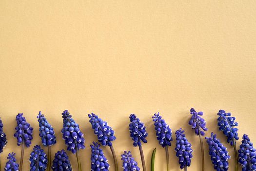 Spring concept with blue muscari flowers on pastel beige background with copy space