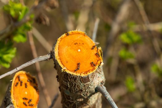 Ants sit on a cut of a tree with an orange cut.