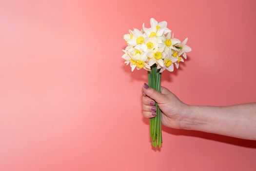 a woman's hand with a bouquet of crocus flowers on a pink background. High quality photo