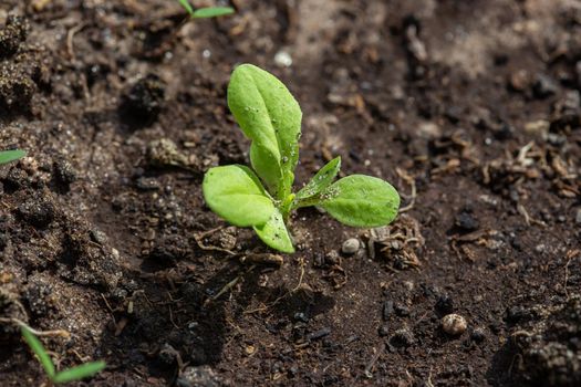 Seedlings of radish and lettuce in a garden bed in a greenhouse, horizontal format
