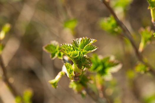 Fresh new green buds on currant branches at springtime in March or April farm garden background with copy space in horizontal format. Photo of a reviving blossoming nature