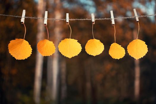 Yellow autumn leaves are hung with clothespins on a rope. Template for design or announcement, autumn background or postcard.