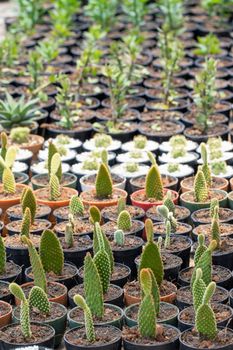 Group of cactus in a pot in the garden. Small decorative plant.