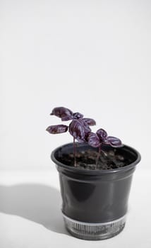 Young, Italian purple basil in a black pot on a white background. The shadow of the light. Healthy food, salad dressing. Basil seedlings in the ground and pot on the windowsill