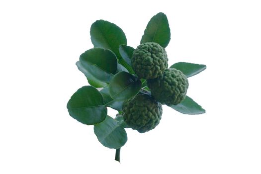 Freshness bergamot or kaffir lime fruit with green leaf isolated on white background.