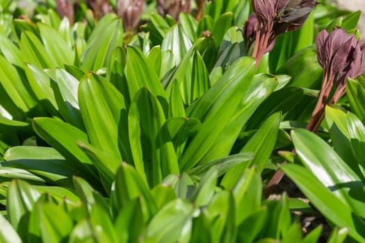 Close-up of seedlings and young shoots of spring flowering plants in a flowerbed in early spring on a sunny day. Selective focus.