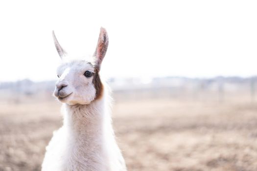 Cute animal alpaka lama on farm outdoors With funny teeth