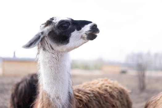 Cute animal alpaka lama on farm outdoors With funny teeth