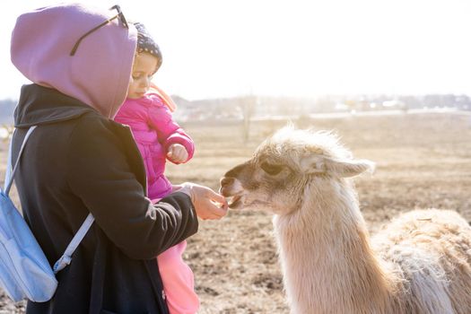 Mother and daughter feed Cute animal alpaka lama on farm outdoors With funny teeth