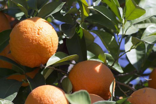 Orange tree in the sun with very green leaves. No people