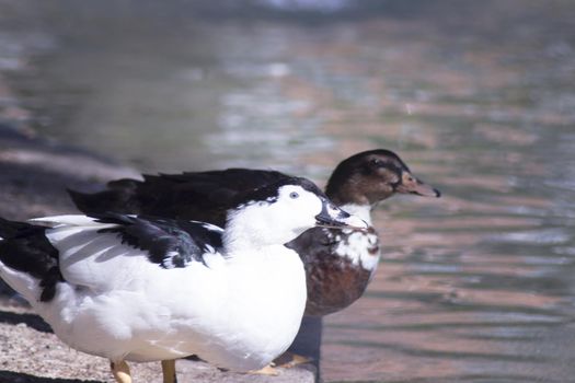 Duck living in an artificial city pond. No people