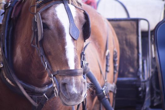 Brown and white horse to transport tourists. No people