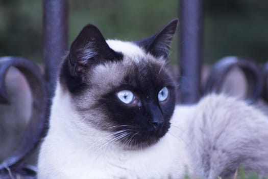 Siamese cat with blue eyes lying on the street. No people