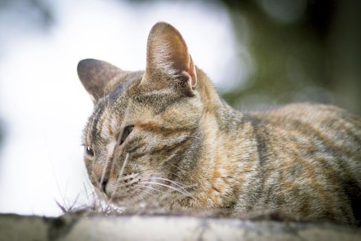 Tabby cat lying in the grass. Squinting. No people
