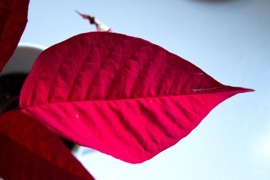 Poinsettia in red. No people. Copy space
