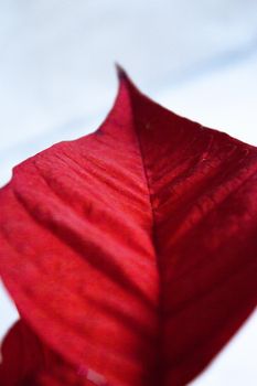 Poinsettia in red. No people. Copy space