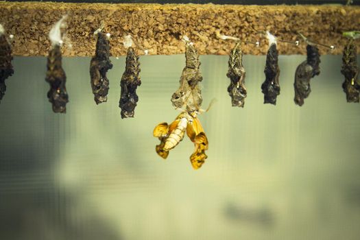 Birth of a metamorphosis butterfly. No people