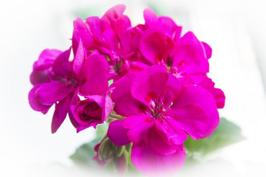 Geranium flower in pink with green leaves. No people