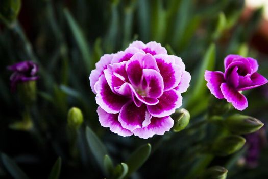 Carnation flower variety, in pink color. No people