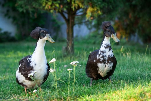 Pair of ducks with crest on his heads in nice green garden