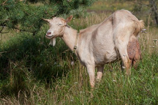 An old goat with a big udder eats pine needles