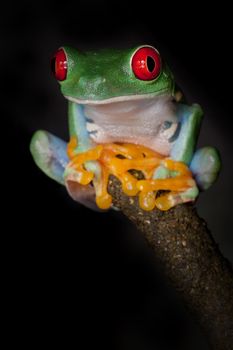 Red-eyed tree frog sitting at the top of the branch in a meditation pose
