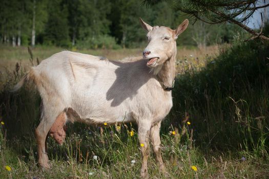 An old goat with a big udder eats pine needles