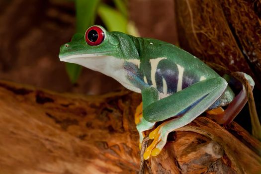 Beutiful red-eyed frog female sitting on a brown tree branch