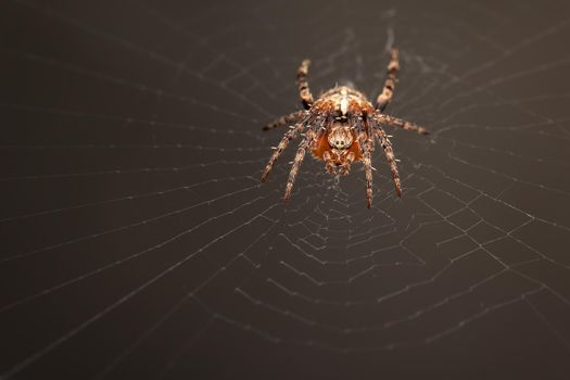The spider species Araneus diadematus is commonly called the European garden spider, diadem spider, cross spider and crowned orb weaver. It is sometimes called the pumpkin spider. The legs of orb-weaver spiders are specialized for spinning orb webs