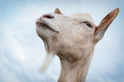 Proud goat's portrait in the blue sky with clouds background