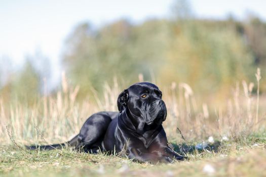 Portrait black Italian cane Corso lies on the green lawn. Strength, power, muscle, dog