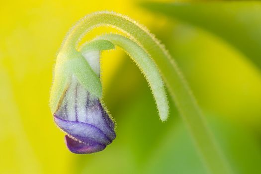  Purple Butterworts blue bloom in yellow background