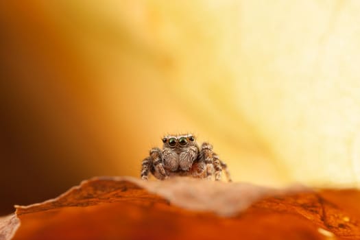 Jumping spider on the orange autumn leaf