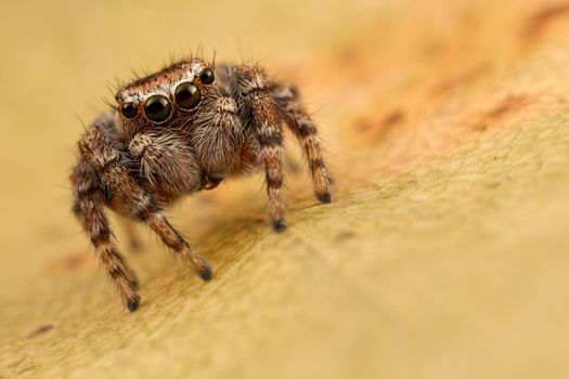 Jumping spider on the yellow autumn leaf