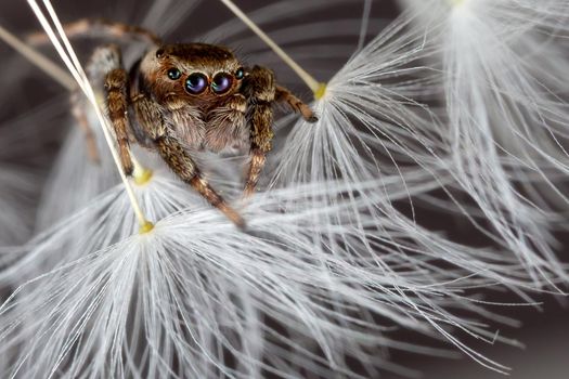 Jumping spider on the  white dandelion fluff