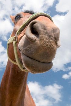 Horse smiling snout portrait after sand eating on the blue,cloudy sky background