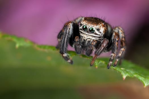 Jumping spider on the leaf edge ready to jump down in a purple background