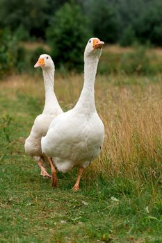 A pair of white geese traveling the trail home