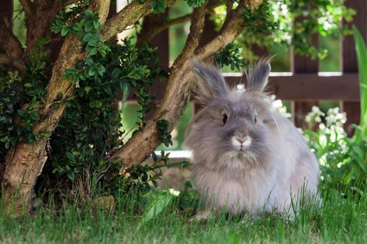 Long hair decorative gray little rabbit squat under the bush