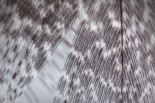 Grey nice plumage texture. Close up photo