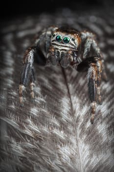 Jumping spider on the gray variegated feathers with water drops