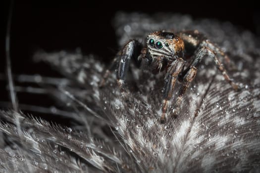 Jumping spider on the gray variegated feathers with water drops