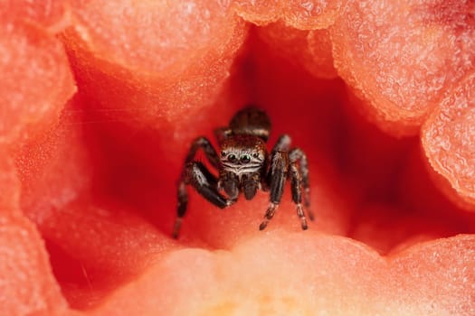 Jumping spider inside the tomato, resembling a beautiful red scene