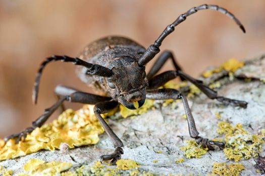 Brown weaver beetle climbs on the bark of a mossed tree with yellow lichens