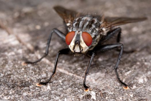 Fly with big red eyes on the wooden plank
