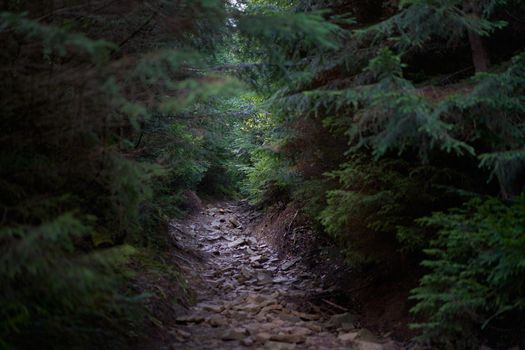 Mystical frightening path through dark scary forest with bright light at the end Mystery pine forest Selective focus