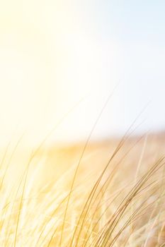 Sunshine over the summer field - beauty in nature, balanced lifestyle, environmental concept. Enjoying the sense of freedom