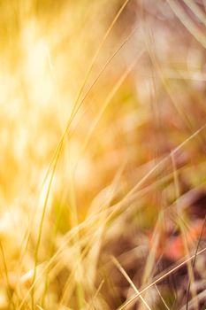 Sunshine over the summer field - beauty in nature, balanced lifestyle, environmental concept. Enjoying the sense of freedom