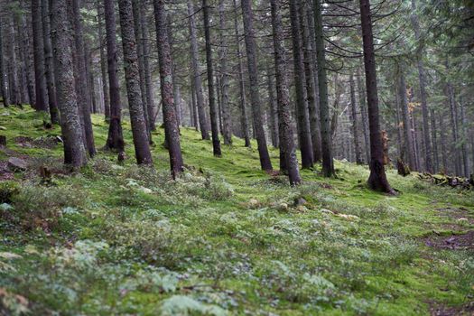 Pine mountain forest autumn season Beautiful landscape Horizontal photo